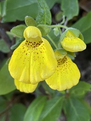 Calceolaria crenatiflora