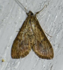 Asciodes gordialis