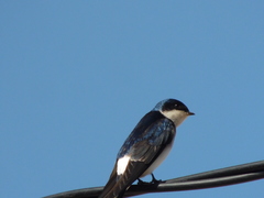 Tachycineta leucopyga