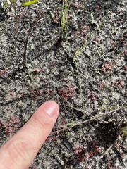 Drosera capillaris