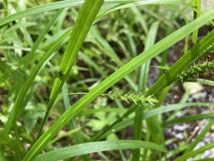 Carex scabrata