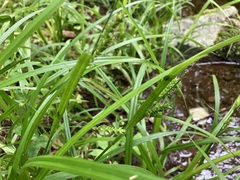 Carex scabrata