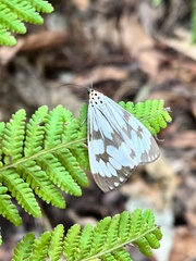 Nyctemera adversata