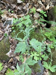 Ranunculus recurvatus