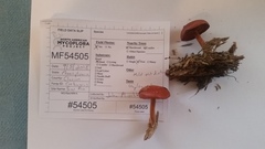 Cortinarius harrisonii