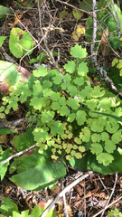 Thalictrum occidentale