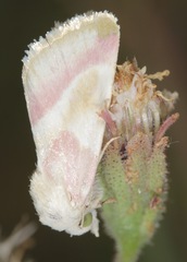 Schinia regina