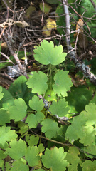 Thalictrum occidentale