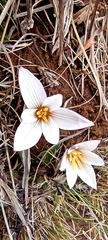 Zephyranthes andina