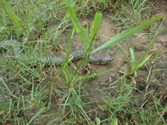 Lampropeltis holbrooki