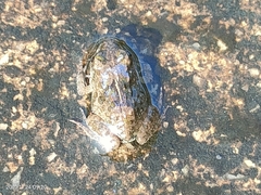 Fejervarya multistriata