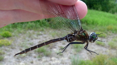 Somatochlora cingulata