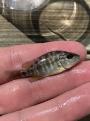 Orthopristis chrysoptera