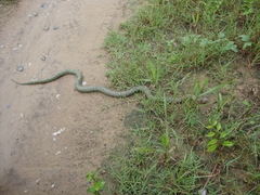 Lampropeltis holbrooki