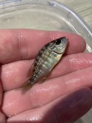 Orthopristis chrysoptera