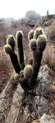 Trichocereus bertramianus