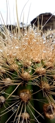 Trichocereus bertramianus