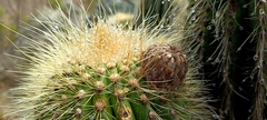 Trichocereus bertramianus