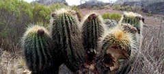 Trichocereus bertramianus