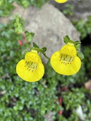 Calceolaria tenella