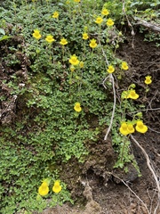 Calceolaria tenella