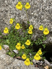 Calceolaria tenella