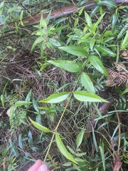 Parsonsia brownii