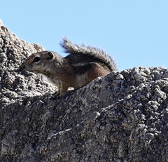 Ammospermophilus harrisii