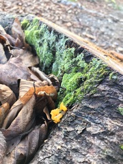 Tremella mesenterica