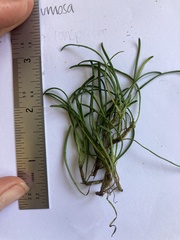 Abrotanella linearis