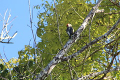 Melanerpes