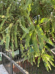 Magnoliopsida