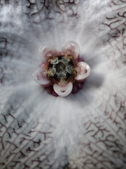 Polystemma guatemalense