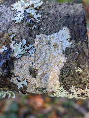 Lecanora hybocarpa