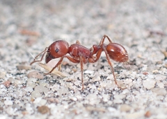 Pogonomyrmex barbatus
