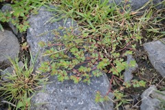 Euphorbia vermiculata