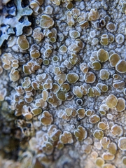 Lecanora hybocarpa