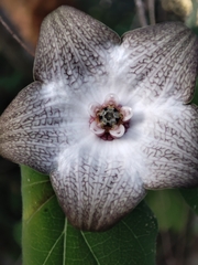 Polystemma guatemalense