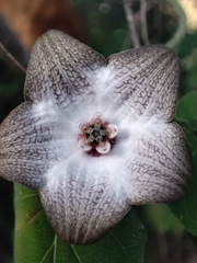 Polystemma guatemalense