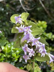 Rhaphithamnus spinosus