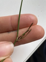 Schoenus pauciflorus