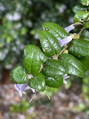 Rhaphithamnus spinosus