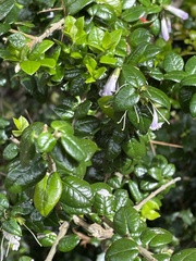 Rhaphithamnus spinosus