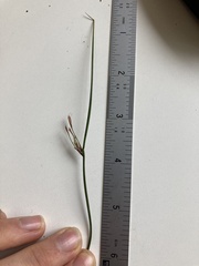 Schoenus pauciflorus