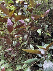 Justicia carnea