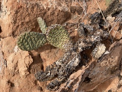 Opuntia aurea