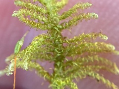 Sanionia uncinata