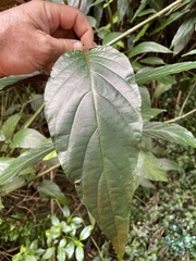Justicia carnea