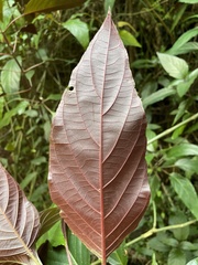 Justicia carnea