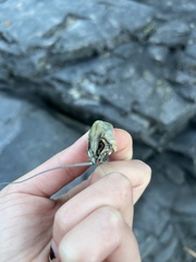 Pacifastacus leniusculus